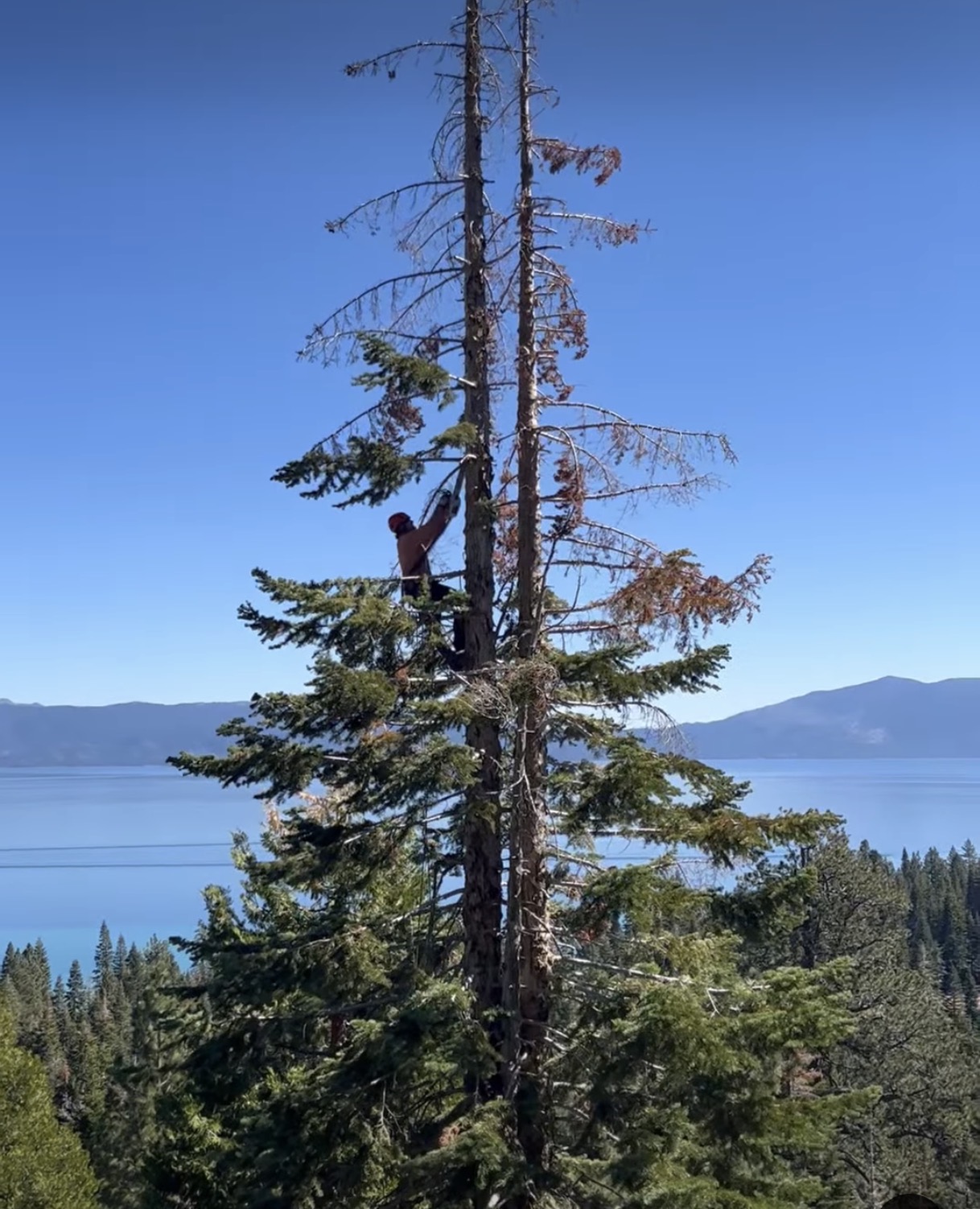 Billy climbing a tree above Lake Tahoe